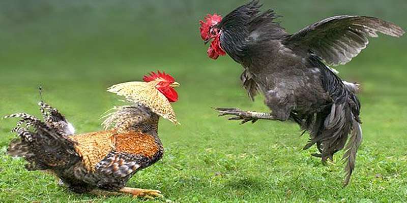 Phần thưởng đá gà hấp dẫn