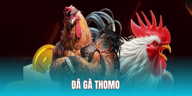 Đá Gà Trực Tiếp Thomo - Sảnh Cá Cược Hấp Dẫn Nhất Da88